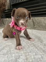 Chocolate F, a female Chihuahua for sale in Greenwood, SC – 5 of 6