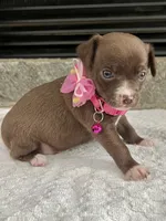 Chocolate F, a female Chihuahua for sale in Greenwood, SC – 2 of 6