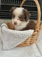 Red Tri M Toy Aussie, a male Toy Australian Shepherd for sale in Greenwood, SC – 7 of 8