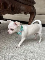 White M, a male Chihuahua for sale in Greenwood, SC – 4 of 10