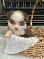 Red Tri Male Toy Aussie 2, a male Toy Australian Shepherd for sale in Greenwood, SC – 10 of 10