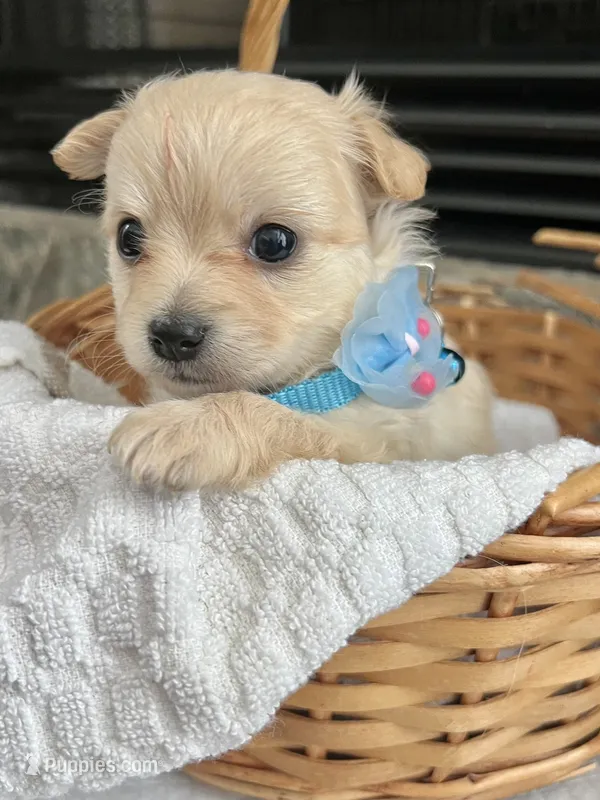 Cream long coat M – Chihuahua puppy for sale in Greenwood, SC