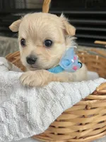 Cream long coat M, a male Chihuahua for sale in Greenwood, SC – 1 of 8