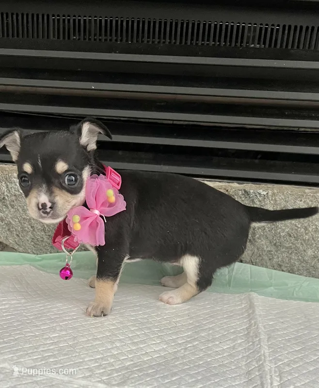 Black Tri smooth coat F – Chihuahua puppy for sale in Greenwood, SC