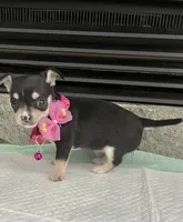 Black Tri smooth coat F, a female Chihuahua for sale in Greenwood, SC – 1 of 4