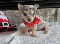 Blue Tri Merle F, a female Chihuahua for sale in Greenwood, SC – Photo 8 of 10