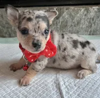 Blue Tri Merle F, a female Chihuahua for sale in Greenwood, SC – Photo 7 of 10