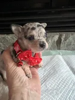 Blue Tri Merle F, a female Chihuahua for sale in Greenwood, SC – Photo 2 of 10