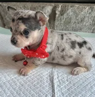 Blue Tri Merle F, a female Chihuahua for sale in Greenwood, SC – Photo 10 of 10
