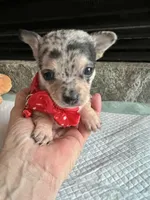 Blue Tri Merle F, a female Chihuahua for sale in Greenwood, SC – Photo 9 of 10