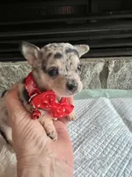 Blue Tri Merle F, a female Chihuahua for sale in Greenwood, SC – Photo 3 of 10