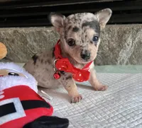 Blue Tri Merle F, a female Chihuahua for sale in Greenwood, SC – Photo 4 of 10