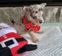 Blue Tri Merle F, a female Chihuahua for sale in Greenwood, SC – Photo 1 of 10