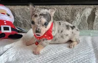 Blue Tri Merle F, a female Chihuahua for sale in Greenwood, SC – Photo 5 of 10