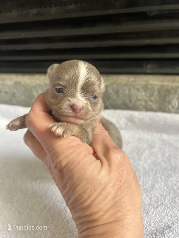 Lilac Tri LC F, a female Chihuahua for sale in Greenwood, SC – Photo 1 of 3