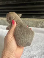 Lilac Tri LC F, a female Chihuahua for sale in Greenwood, SC – Photo 3 of 3