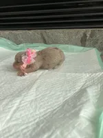 Choc Merle LC F, a female Chihuahua for sale in Greenwood, SC – Photo 4 of 6