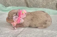 Choc Merle LC F, a female Chihuahua for sale in Greenwood, SC – Photo 2 of 6