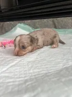 Choc Merle LC F, a female Chihuahua for sale in Greenwood, SC – Photo 5 of 6