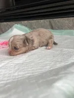 Choc Merle LC F, a female Chihuahua for sale in Greenwood, SC – Photo 6 of 6