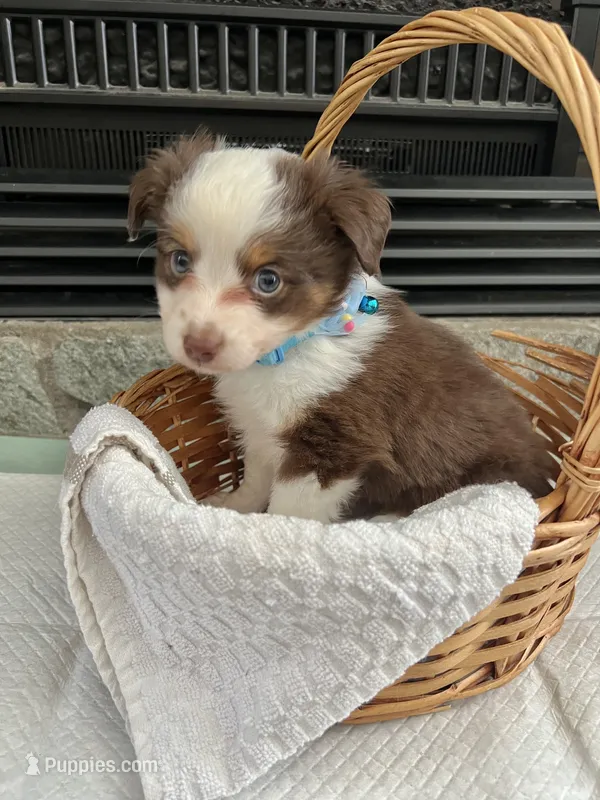 Red Tri M Toy Aussie – Toy Australian Shepherd puppy for sale in Greenwood, SC