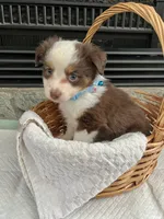Red Tri M Toy Aussie, a male Toy Australian Shepherd for sale in Greenwood, SC – 1 of 8