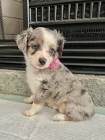Blue Merle F Toy Aussie, a female Toy Australian Shepherd for sale in Greenwood, SC – 1 of 6