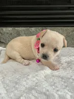 Cream F, a female Chihuahua for sale in Greenwood, SC – 2 of 8