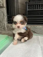 Red Tri Male Toy Aussie 2, a male Toy Australian Shepherd for sale in Greenwood, SC – 9 of 10