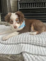 Red Tri M Toy Aussie, a male Toy Australian Shepherd for sale in Greenwood, SC – 3 of 9