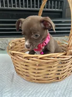 Chocolate F, a female Chihuahua for sale in Greenwood, SC – 4 of 10