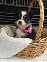 Black Tri F Toy Aussie small, a female Toy Australian Shepherd for sale in Greenwood, SC – 10 of 10