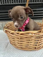 Chocolate F, a female Chihuahua for sale in Greenwood, SC – 9 of 10