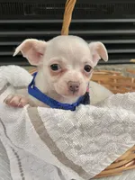 White M, a male Chihuahua for sale in Greenwood, SC – 2 of 10