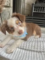 Red Tri M Toy Aussie, a male Toy Australian Shepherd for sale in Greenwood, SC – 4 of 9