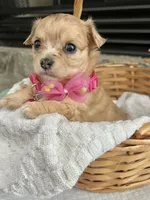 Fawn F long coat, a female Chihuahua for sale in Greenwood, SC – 5 of 7