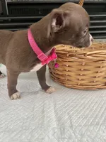 Chocolate F, a female Chihuahua for sale in Greenwood, SC – 8 of 10