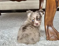 Choco Merle LC M, a male Chihuahua for sale in Greenwood, SC – Photo 2 of 7