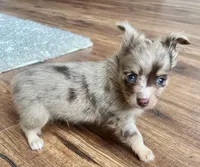 Choco Merle LC M, a male Chihuahua for sale in Greenwood, SC – Photo 4 of 7