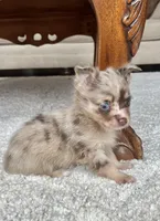 Choco Merle LC M, a male Chihuahua for sale in Greenwood, SC – Photo 1 of 7