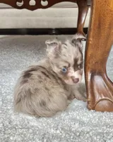 Choco Merle LC M, a male Chihuahua for sale in Greenwood, SC – Photo 3 of 7