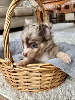 Choco Merle LC M, a male Chihuahua for sale in Greenwood, SC – Photo 5 of 7