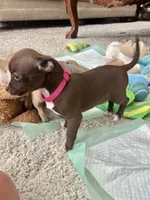 Chocolate F, a female Chihuahua for sale in Greenwood, SC – 3 of 10