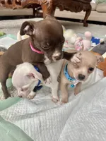 Chocolate F, a female Chihuahua for sale in Greenwood, SC – 5 of 10