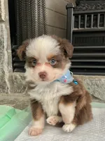 Red Tri Male Toy Aussie 2, a male Toy Australian Shepherd for sale in Greenwood, SC – 4 of 10