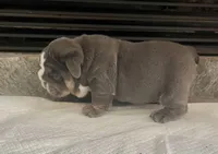 Blue M, a male English Bulldog for sale in Greenwood, SC – Photo 3 of 8