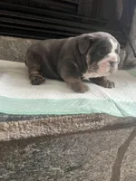 Blue M, a male English Bulldog for sale in Greenwood, SC – Photo 6 of 8