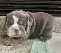 Blue M, a male English Bulldog for sale in Greenwood, SC – Photo 4 of 8