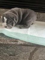 Blue M, a male English Bulldog for sale in Greenwood, SC – Photo 8 of 8