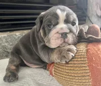 Blue M, a male English Bulldog for sale in Greenwood, SC – Photo 2 of 8